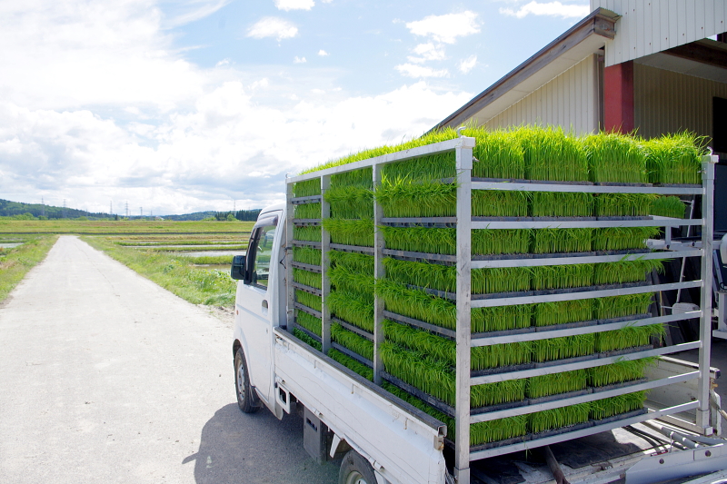 令和6年産 岩船産コシヒカリ 無農薬米 田植え