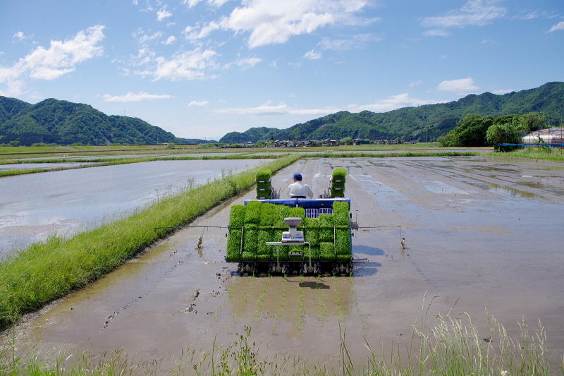 令和6年産 岩船産コシヒカリ 無農薬米 田植え