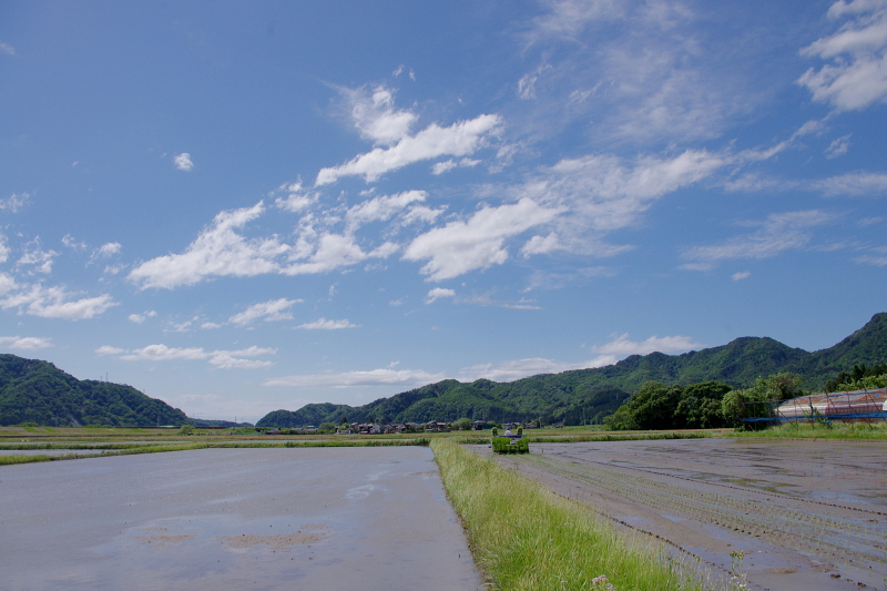 令和6年産 岩船産コシヒカリ 無農薬米 田植え