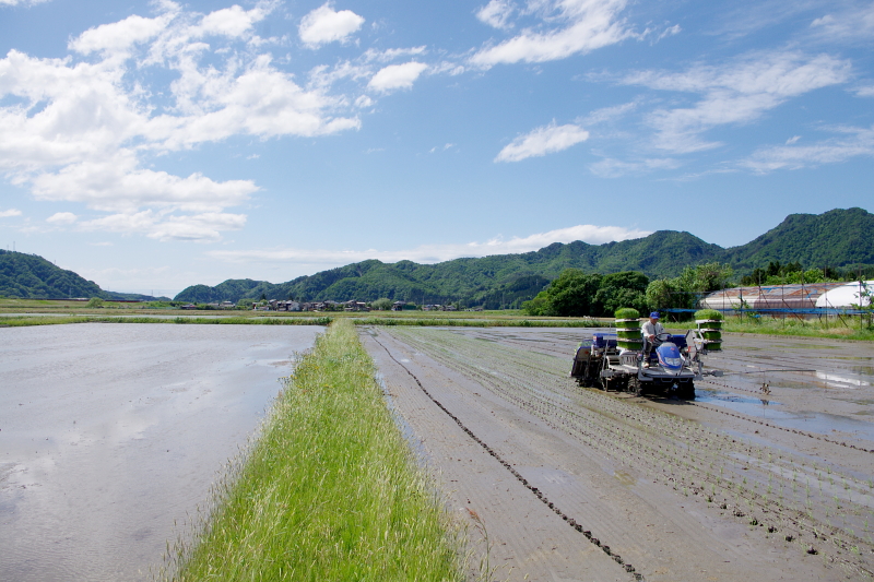 令和6年産 岩船産コシヒカリ 無農薬米 田植え