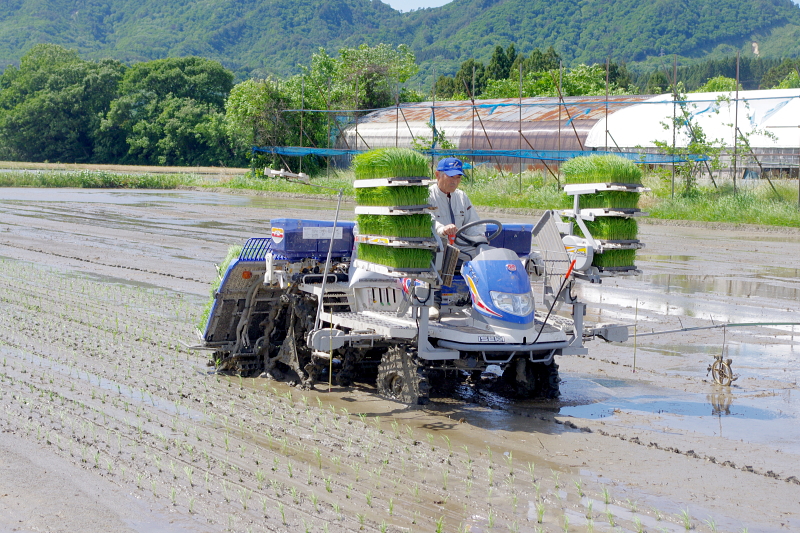 令和6年産 岩船産コシヒカリ 無農薬米 田植え