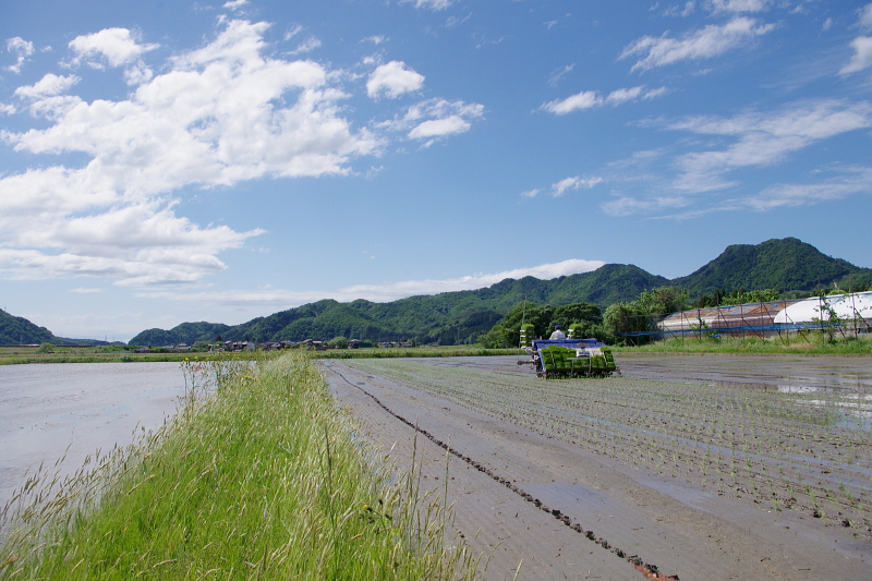 令和6年産 岩船産コシヒカリ 無農薬米 田植え