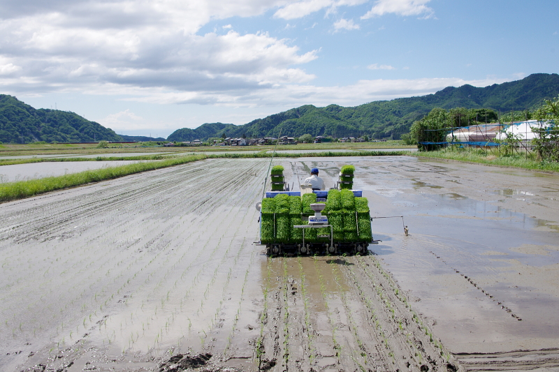 令和6年産 岩船産コシヒカリ 無農薬米 田植え