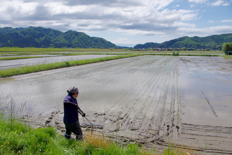 令和6年産 岩船産コシヒカリ 無農薬米 田植え