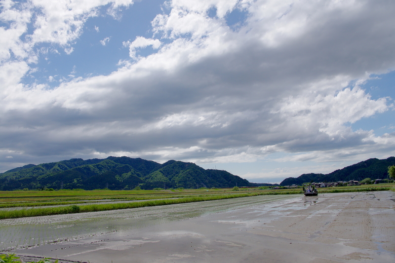 令和6年産 岩船産コシヒカリ 無農薬米 田植え