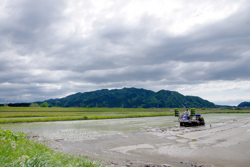 令和6年産 岩船産コシヒカリ 無農薬米 田植え