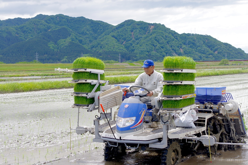 令和6年産 岩船産コシヒカリ 無農薬米 田植え