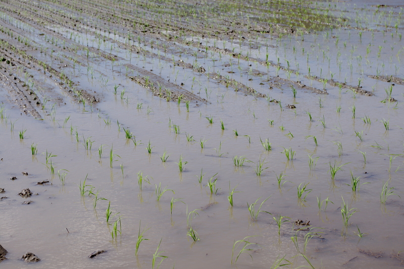 令和6年産 岩船産コシヒカリ 無農薬米 田植え