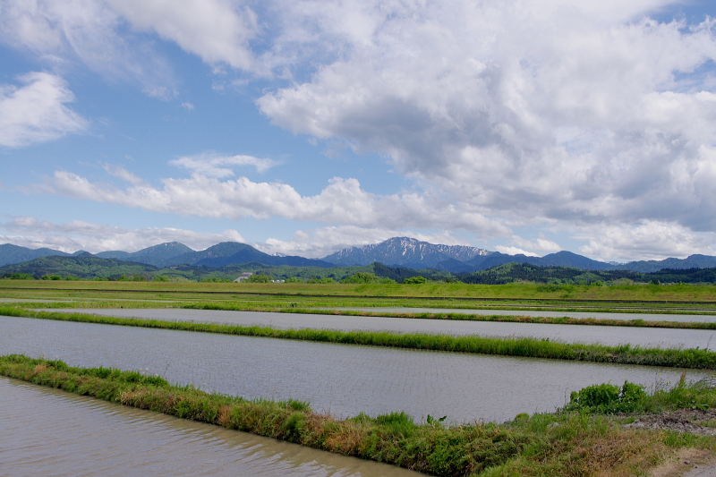 令和6年産 岩船産コシヒカリ 無農薬米 田植え