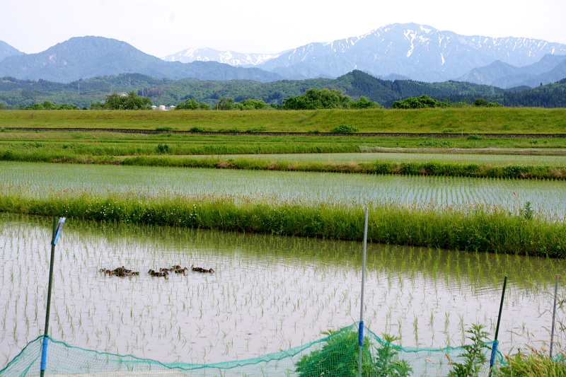 令和6年産 岩船産コシヒカリ 無農薬米 アイガモ除草隊が田んぼにデビュー