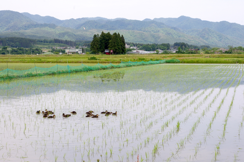 令和6年産 岩船産コシヒカリ 無農薬米 アイガモ除草隊が田んぼにデビュー