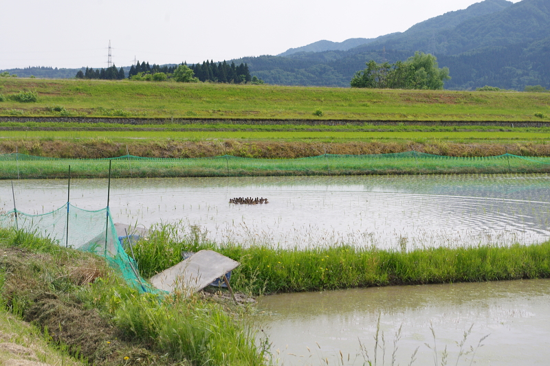 令和6年産 岩船産コシヒカリ 無農薬米 アイガモ除草隊が田んぼにデビュー