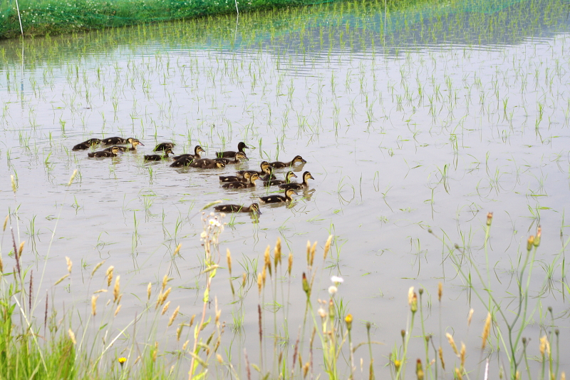 令和6年産 岩船産コシヒカリ 無農薬米 アイガモ除草隊が田んぼにデビュー