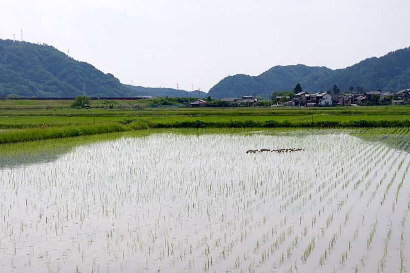 令和6年産 岩船産コシヒカリ 無農薬米 アイガモ除草隊が田んぼにデビュー