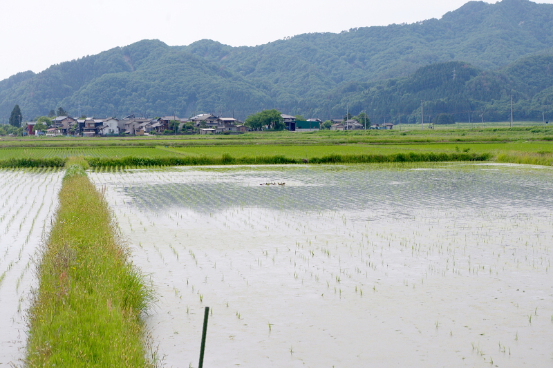 令和6年産 岩船産コシヒカリ 無農薬米 アイガモ除草隊が田んぼにデビュー