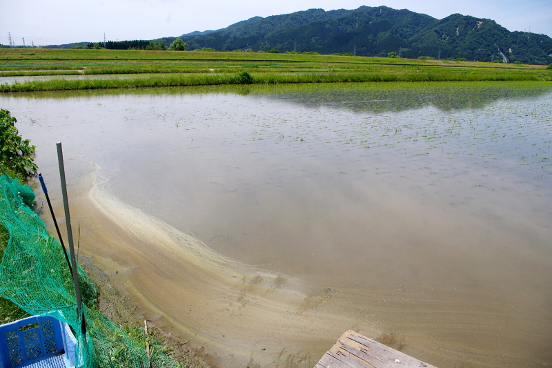 令和6年産 岩船産コシヒカリ 無農薬米 アイガモ除草隊 活躍中！