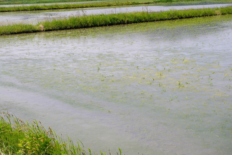 令和6年産 岩船産コシヒカリ 無農薬米 アイガモ除草隊 活躍中！