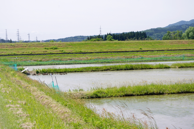 令和6年産 岩船産コシヒカリ 無農薬米 アイガモ除草隊 活躍中！