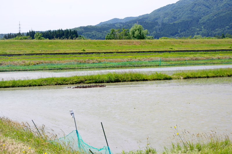 令和6年産 岩船産コシヒカリ 無農薬米 アイガモ除草隊 活躍中！