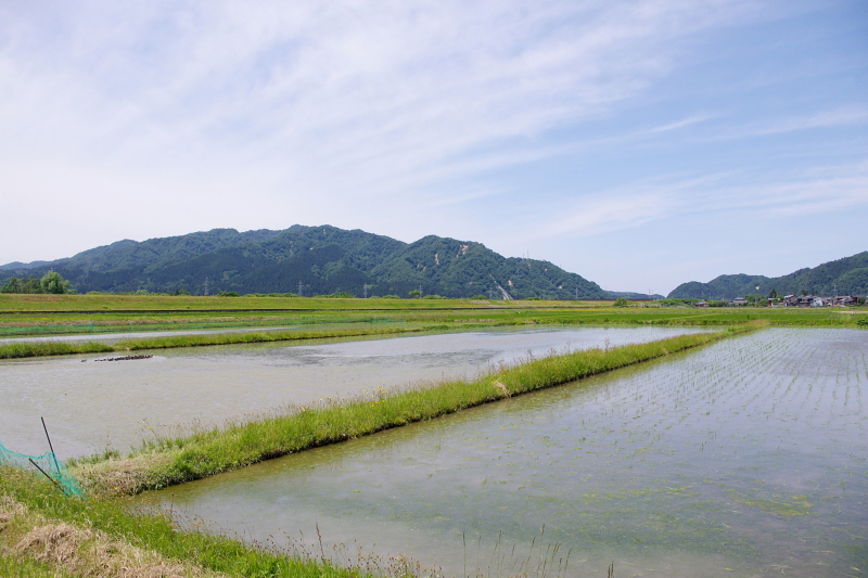 令和6年産 岩船産コシヒカリ 無農薬米 アイガモ除草隊 活躍中！