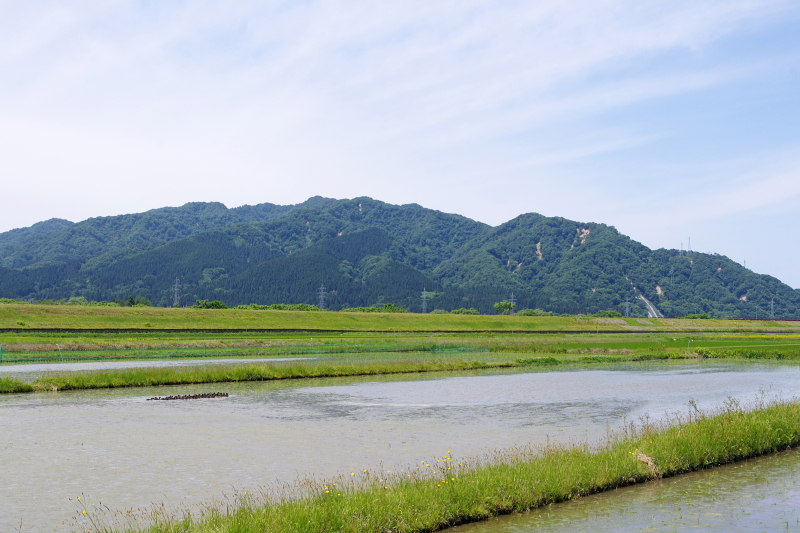 令和6年産 岩船産コシヒカリ 無農薬米 アイガモ除草隊 活躍中！