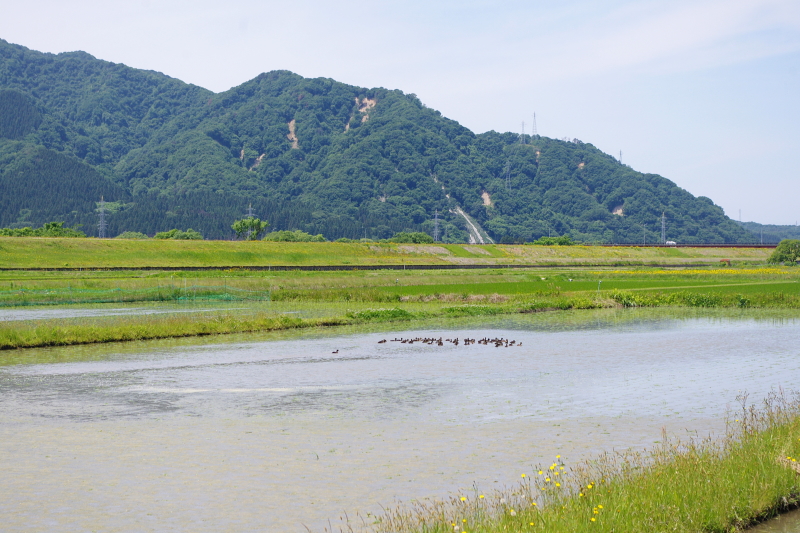 令和6年産 岩船産コシヒカリ 無農薬米 アイガモ除草隊 活躍中！