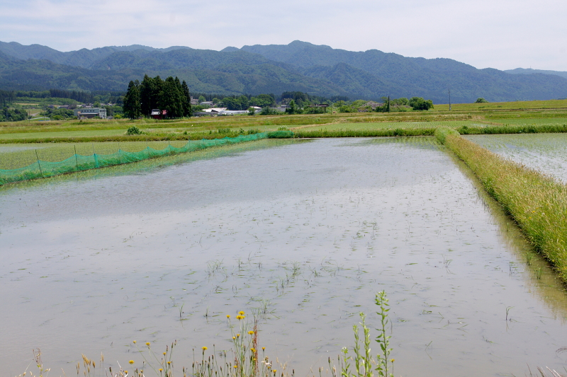 令和6年産 岩船産コシヒカリ 無農薬米 アイガモ除草隊 活躍中！