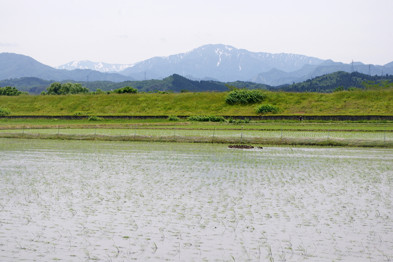 令和6年産 岩船産コシヒカリ 無農薬米 アイガモ除草隊 活躍中！