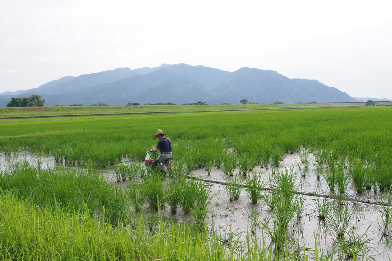 令和6年産 岩船産コシヒカリ 無農薬米  溝切り作業中です