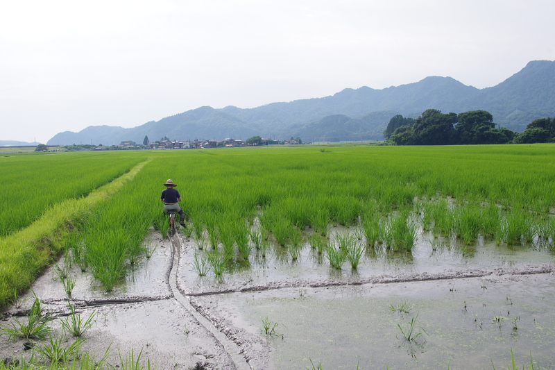 令和6年産 岩船産コシヒカリ 無農薬米  溝切り作業中です