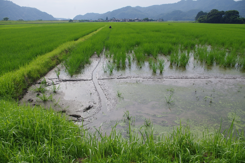 令和6年産 岩船産コシヒカリ 無農薬米  溝切り作業中です