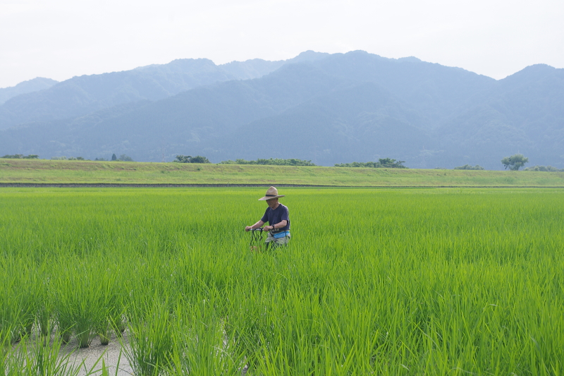 令和6年産 岩船産コシヒカリ 無農薬米  溝切り作業中です