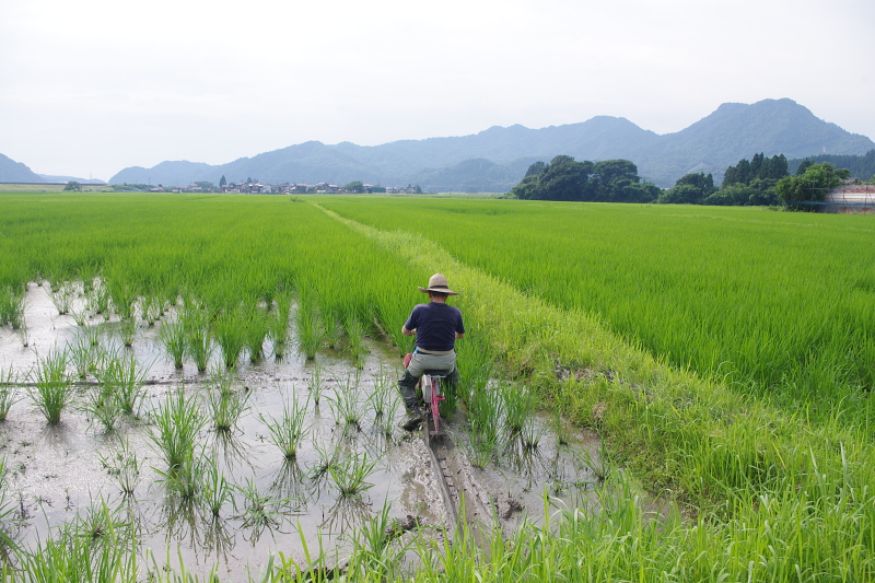 令和6年産 岩船産コシヒカリ 無農薬米  溝切り作業中です