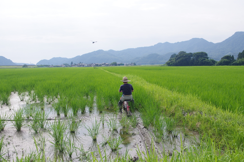 令和6年産 岩船産コシヒカリ 無農薬米  溝切り作業中です