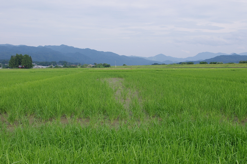 令和6年産 岩船産コシヒカリ 無農薬米  溝切り作業中です