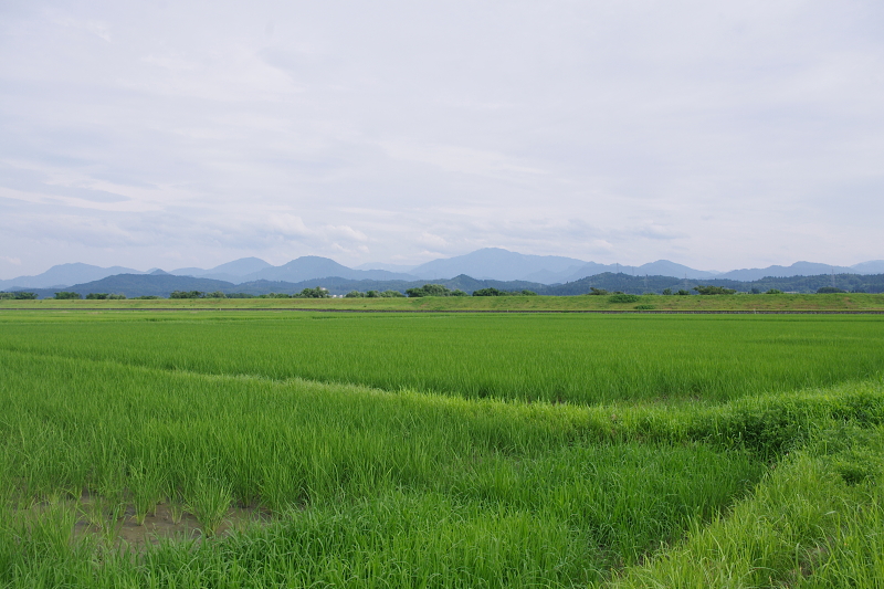 令和6年産 岩船産コシヒカリ 無農薬米  溝切り作業中です