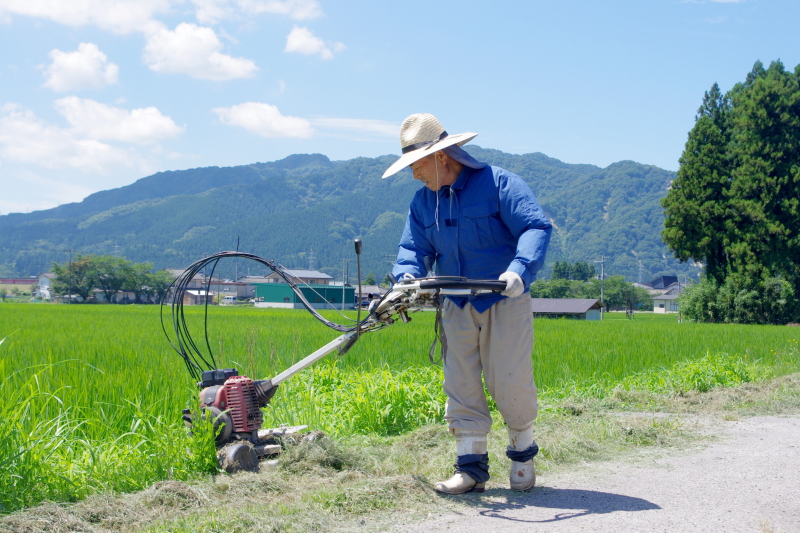 令和6年産 岩船産コシヒカリ 無農薬米  草刈り作業中です