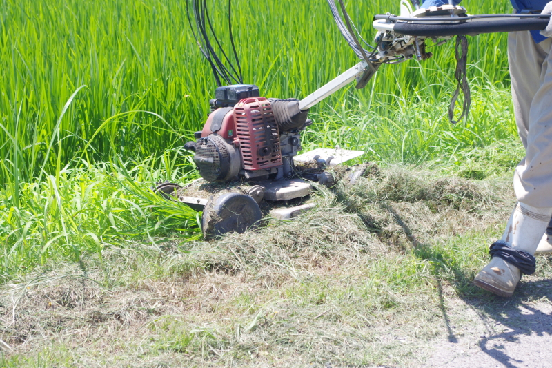 令和6年産 岩船産コシヒカリ 無農薬米  草刈り作業中です