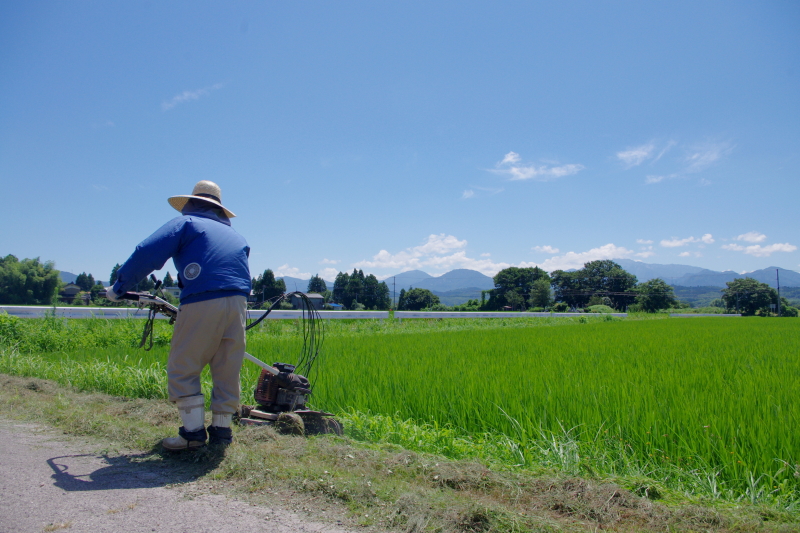 令和6年産 岩船産コシヒカリ 無農薬米  草刈り作業中です