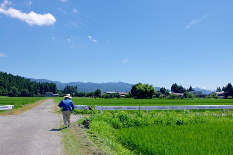 令和6年産 岩船産コシヒカリ 無農薬米  草刈り作業中です