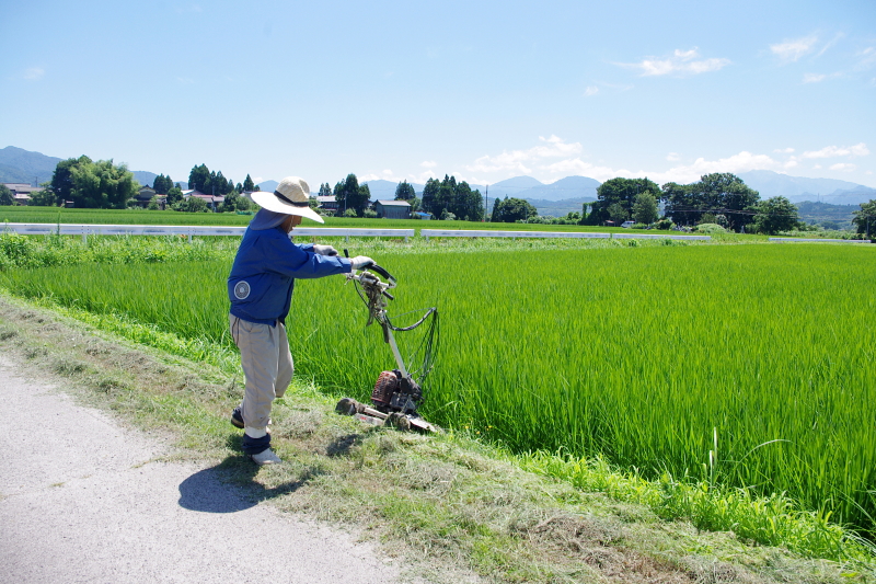 令和6年産 岩船産コシヒカリ 無農薬米  草刈り作業中です