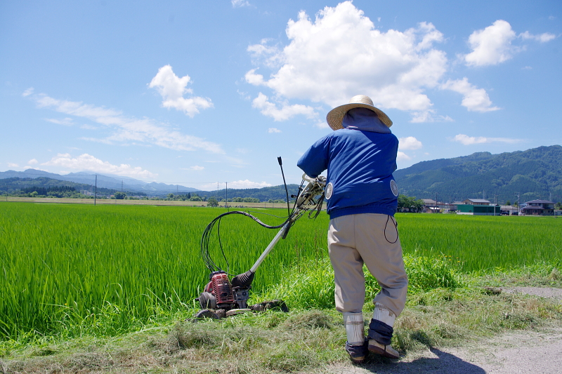 令和6年産 岩船産コシヒカリ 無農薬米  草刈り作業中です