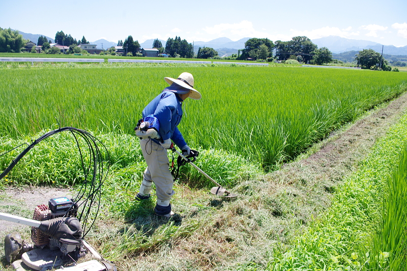 令和6年産 岩船産コシヒカリ 無農薬米  草刈り作業中です