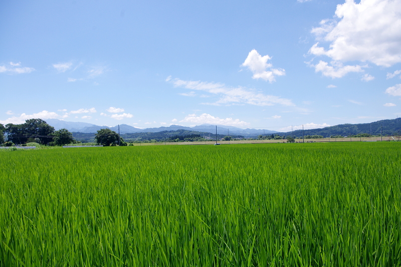 令和6年産 岩船産コシヒカリ 無農薬米  草刈り作業中です