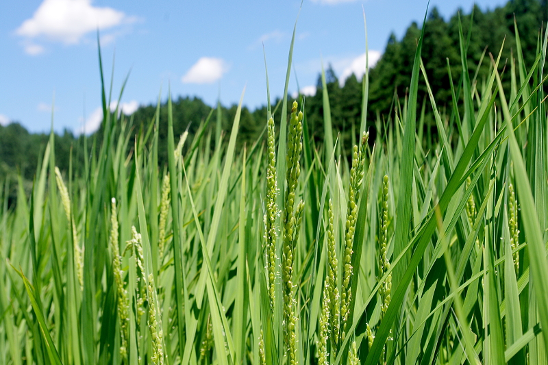 令和6年産 岩船産コシヒカリ 無農薬米  草刈り作業中です