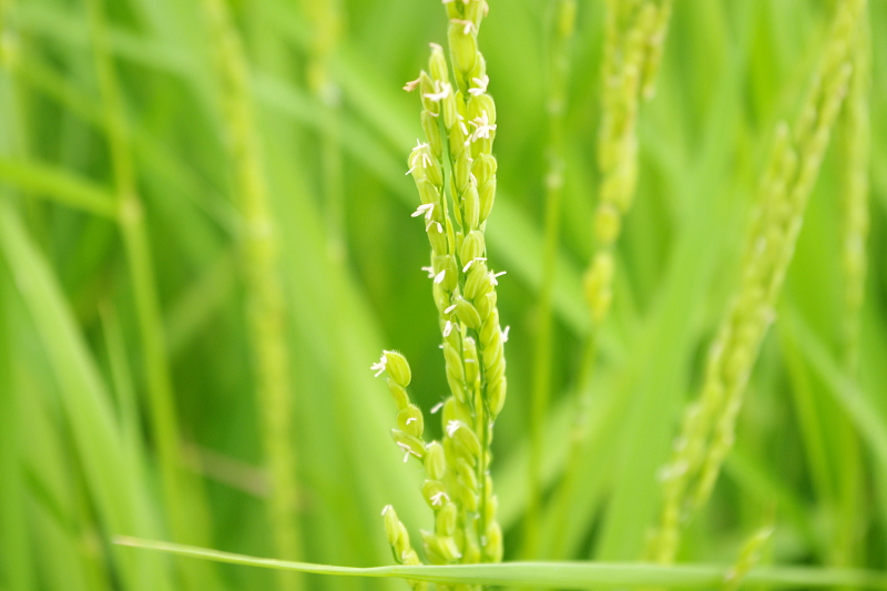 令和6年産 岩船産コシヒカリ 無農薬米　出穂＆開花