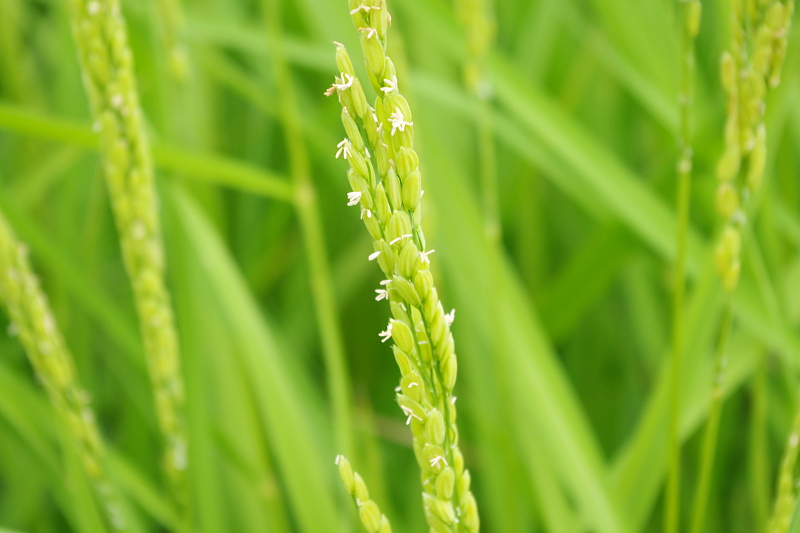 令和6年産 岩船産コシヒカリ 無農薬米　出穂＆開花