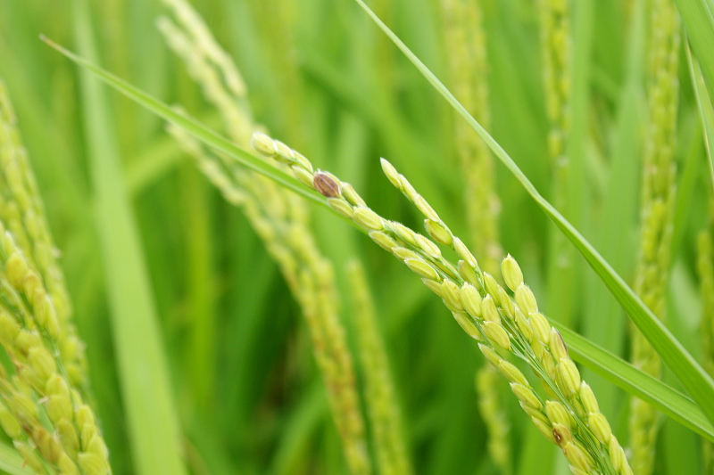 令和6年産 岩船産コシヒカリ 無農薬米　出穂＆開花