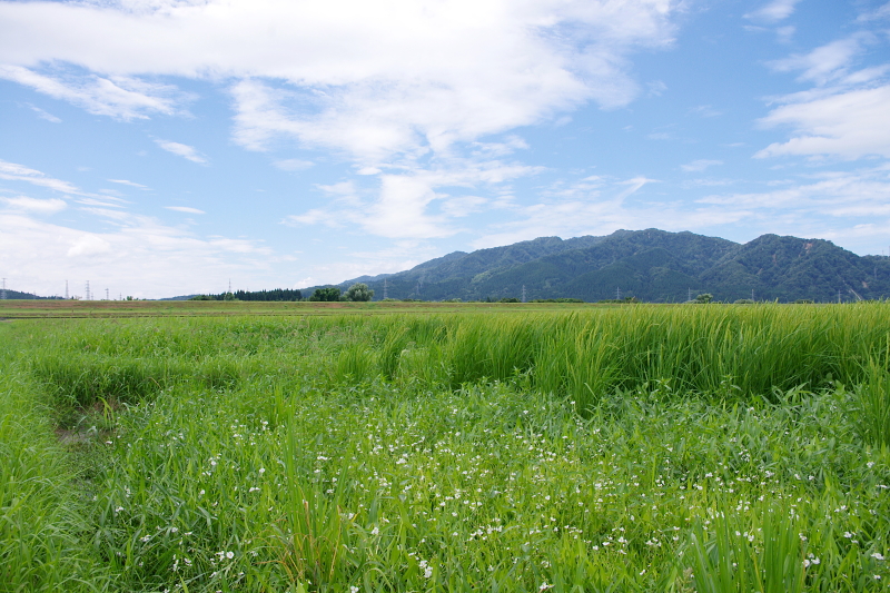 令和6年産 岩船産コシヒカリ 無農薬米　出穂＆開花