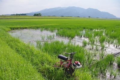 令和6年産 岩船産コシヒカリ 無農薬米　出穂＆開花